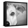 Portrait of Westie Labrador Mixed Dog-null-Framed Stretched Canvas