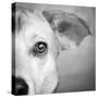 Portrait of Westie Labrador Mixed Dog-null-Stretched Canvas