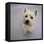 Portrait of Westie West Highland Terrier Sitting, Looking Up-Jane Burton-Framed Stretched Canvas