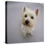 Portrait of Westie West Highland Terrier Sitting, Looking Up-Jane Burton-Stretched Canvas