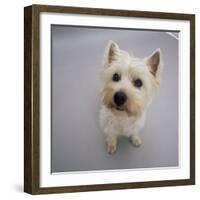 Portrait of Westie West Highland Terrier Sitting, Looking Up-Jane Burton-Framed Photographic Print