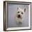 Portrait of Westie West Highland Terrier Sitting, Looking Up-Jane Burton-Framed Photographic Print