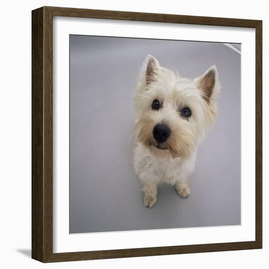 Portrait of Westie West Highland Terrier Sitting, Looking Up-Jane Burton-Framed Photographic Print