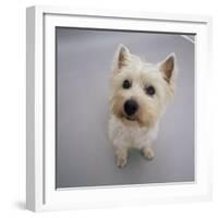 Portrait of Westie West Highland Terrier Sitting, Looking Up-Jane Burton-Framed Photographic Print