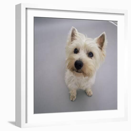 Portrait of Westie West Highland Terrier Sitting, Looking Up-Jane Burton-Framed Photographic Print