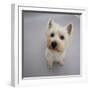 Portrait of Westie West Highland Terrier Sitting, Looking Up-Jane Burton-Framed Photographic Print