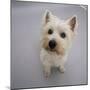 Portrait of Westie West Highland Terrier Sitting, Looking Up-Jane Burton-Mounted Photographic Print