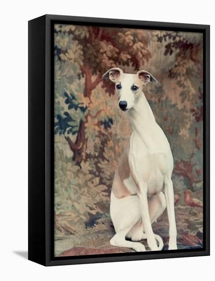 Portrait of Whippet Chosen Best in Show at the 88th Annual Westminster Kennel Club Dog Show-Nina Leen-Framed Stretched Canvas