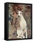 Portrait of Whippet Chosen Best in Show at the 88th Annual Westminster Kennel Club Dog Show-Nina Leen-Framed Stretched Canvas