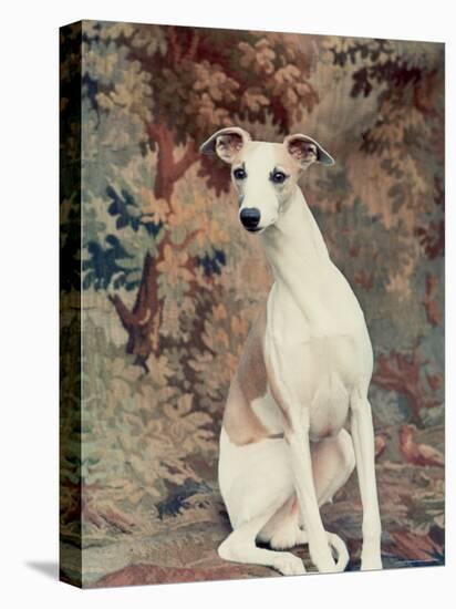 Portrait of Whippet Chosen Best in Show at the 88th Annual Westminster Kennel Club Dog Show-Nina Leen-Stretched Canvas