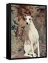 Portrait of Whippet Chosen Best in Show at the 88th Annual Westminster Kennel Club Dog Show-Nina Leen-Framed Stretched Canvas