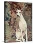 Portrait of Whippet Chosen Best in Show at the 88th Annual Westminster Kennel Club Dog Show-Nina Leen-Stretched Canvas