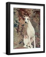 Portrait of Whippet Chosen Best in Show at the 88th Annual Westminster Kennel Club Dog Show-Nina Leen-Framed Premium Photographic Print