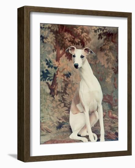 Portrait of Whippet Chosen Best in Show at the 88th Annual Westminster Kennel Club Dog Show-Nina Leen-Framed Photographic Print