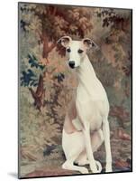 Portrait of Whippet Chosen Best in Show at the 88th Annual Westminster Kennel Club Dog Show-Nina Leen-Mounted Photographic Print