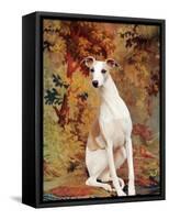 Portrait of Whippet Chosen Best in Show at the 88th Annual Westminster Kennel Club Dog Show-Nina Leen-Framed Stretched Canvas