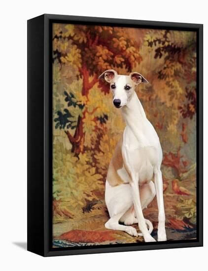 Portrait of Whippet Chosen Best in Show at the 88th Annual Westminster Kennel Club Dog Show-Nina Leen-Framed Stretched Canvas