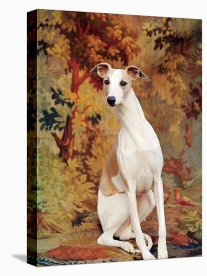 Portrait of Whippet Chosen Best in Show at the 88th Annual Westminster Kennel Club Dog Show-Nina Leen-Stretched Canvas