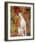 Portrait of Whippet Chosen Best in Show at the 88th Annual Westminster Kennel Club Dog Show-Nina Leen-Framed Premium Photographic Print