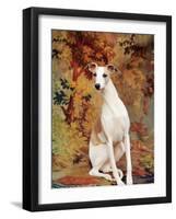 Portrait of Whippet Chosen Best in Show at the 88th Annual Westminster Kennel Club Dog Show-Nina Leen-Framed Premium Photographic Print