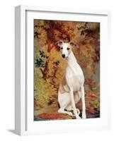 Portrait of Whippet Chosen Best in Show at the 88th Annual Westminster Kennel Club Dog Show-Nina Leen-Framed Photographic Print