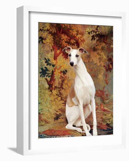 Portrait of Whippet Chosen Best in Show at the 88th Annual Westminster Kennel Club Dog Show-Nina Leen-Framed Photographic Print