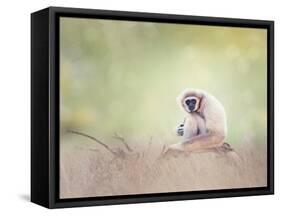 Portrait of White-Handed Gibbon(Hylobates Lar) Sitting on a Branch-Svetlana Foote-Framed Stretched Canvas