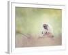 Portrait of White-Handed Gibbon(Hylobates Lar) Sitting on a Branch-Svetlana Foote-Framed Photographic Print
