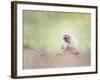 Portrait of White-Handed Gibbon(Hylobates Lar) Sitting on a Branch-Svetlana Foote-Framed Photographic Print