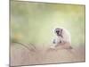 Portrait of White-Handed Gibbon(Hylobates Lar) Sitting on a Branch-Svetlana Foote-Mounted Photographic Print