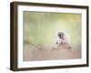 Portrait of White-Handed Gibbon(Hylobates Lar) Sitting on a Branch-Svetlana Foote-Framed Photographic Print