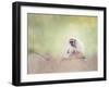 Portrait of White-Handed Gibbon(Hylobates Lar) Sitting on a Branch-Svetlana Foote-Framed Photographic Print