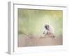 Portrait of White-Handed Gibbon(Hylobates Lar) Sitting on a Branch-Svetlana Foote-Framed Photographic Print