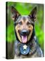 Portrait of Working Police Dog-Rob Hainer-Stretched Canvas