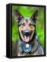 Portrait of Working Police Dog-Rob Hainer-Framed Stretched Canvas