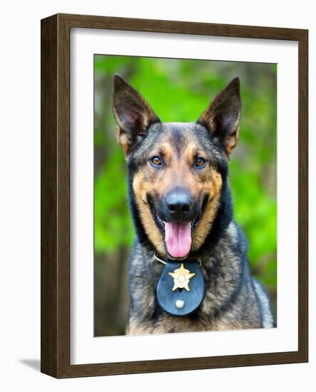 Portrait of Working Police Dog-Rob Hainer-Framed Photographic Print