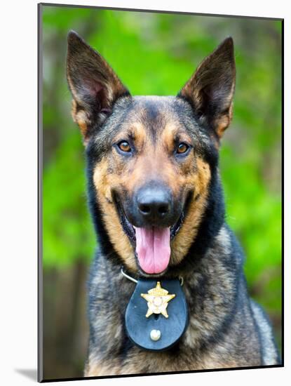 Portrait of Working Police Dog-Rob Hainer-Mounted Photographic Print