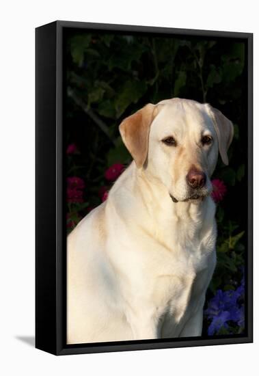 Portrait of Yellow Labrador Retriever (Female) in Early Morning Light by Red Zinnias, Geneva-Lynn M^ Stone-Framed Stretched Canvas