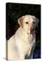 Portrait of Yellow Labrador Retriever (Female) in Early Morning Light by Red Zinnias, Geneva-Lynn M^ Stone-Stretched Canvas