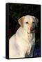 Portrait of Yellow Labrador Retriever (Female) in Early Morning Light by Red Zinnias, Geneva-Lynn M^ Stone-Framed Stretched Canvas