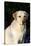 Portrait of Yellow Labrador Retriever (Female) in Early Morning Light by Red Zinnias, Geneva-Lynn M^ Stone-Stretched Canvas