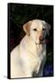 Portrait of Yellow Labrador Retriever (Female) in Early Morning Light by Red Zinnias, Geneva-Lynn M^ Stone-Framed Stretched Canvas