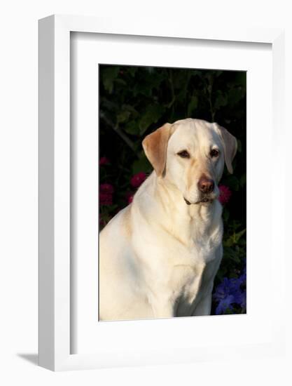 Portrait of Yellow Labrador Retriever (Female) in Early Morning Light by Red Zinnias, Geneva-Lynn M^ Stone-Framed Photographic Print