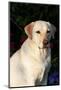 Portrait of Yellow Labrador Retriever (Female) in Early Morning Light by Red Zinnias, Geneva-Lynn M^ Stone-Mounted Photographic Print
