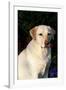 Portrait of Yellow Labrador Retriever (Female) in Early Morning Light by Red Zinnias, Geneva-Lynn M^ Stone-Framed Photographic Print