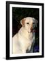 Portrait of Yellow Labrador Retriever (Female) in Early Morning Light by Red Zinnias, Geneva-Lynn M^ Stone-Framed Photographic Print