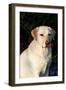 Portrait of Yellow Labrador Retriever (Female) in Early Morning Light by Red Zinnias, Geneva-Lynn M^ Stone-Framed Photographic Print