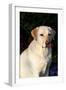 Portrait of Yellow Labrador Retriever (Female) in Early Morning Light by Red Zinnias, Geneva-Lynn M^ Stone-Framed Photographic Print