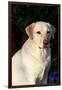 Portrait of Yellow Labrador Retriever (Female) in Early Morning Light by Red Zinnias, Geneva-Lynn M^ Stone-Framed Photographic Print