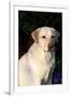 Portrait of Yellow Labrador Retriever (Female) in Early Morning Light by Red Zinnias, Geneva-Lynn M^ Stone-Framed Photographic Print